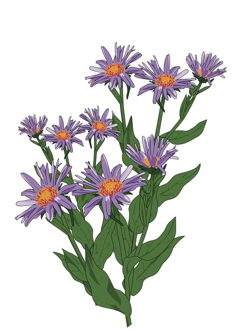 Aster clipart - Clipground