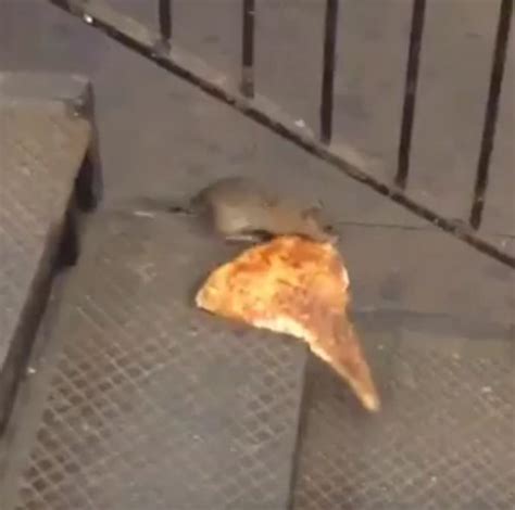 Video of New York 'Pizza Rat' goes viral