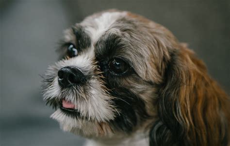 Lifespan of a Shih-Tzu Dog: How Many Years Will They Live? – Petsmont