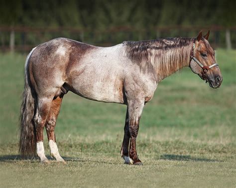 Metallic Cat – Brazos Valley Stallion Station