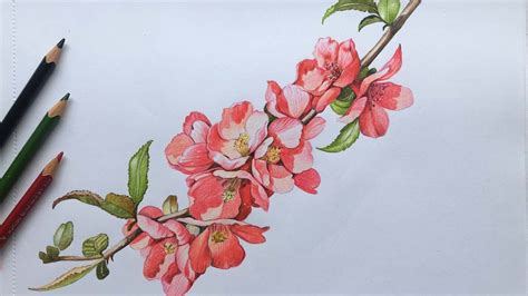 Quince Flowers Drawing in Color Pencils | Flower Drawing | Camlin Triangular Color Pencils - YouTube