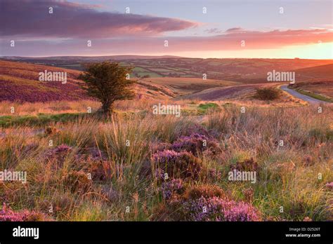 View road through moorland habitat with flowering heather hawthorn ...