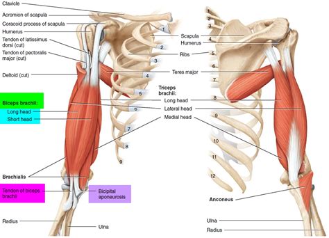 Tendinopathy causes, symptoms, diagnosis, treatment and exercises