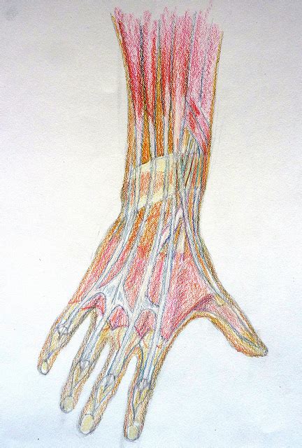 anatomy of hand knuckles - ModernHeal.com