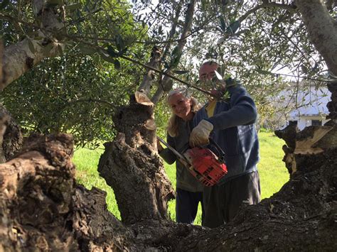 Pruning the olive trees : r/gardening