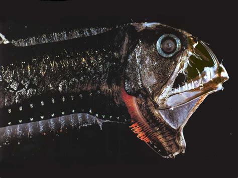 Pacific Viperfish Facts