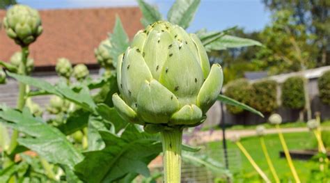 15 Companion Plants to Grow with Artichokes