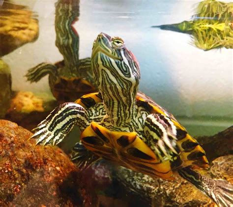 5 Facts About Red Eared Slider Turtles