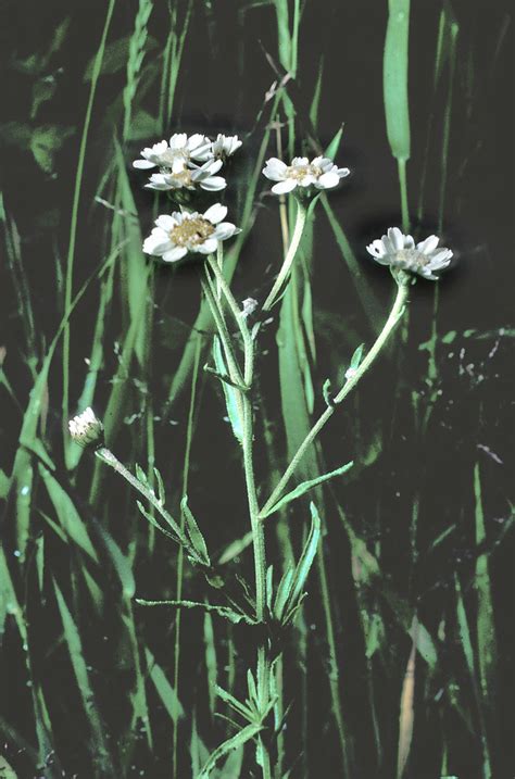 Achillea ptarmica (pearl yarrow): Go Botany