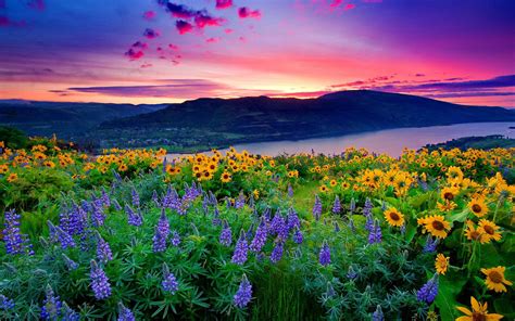 Landscape Of Yellow Flowers And Blue Mountain Lake Hills Under Red ...