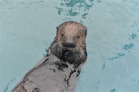 Sea Otter Experience - Alaska Sealife Center