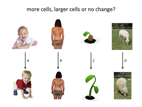 Cell division teaching resources - the science teacher