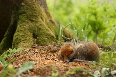 Sleeping Baby Fox