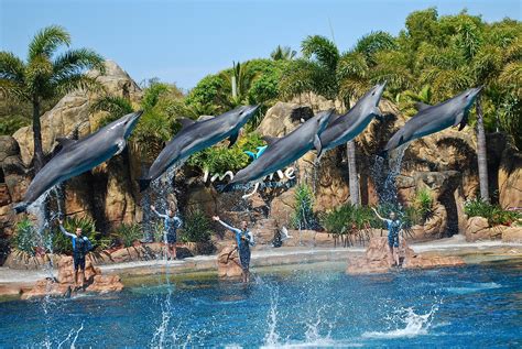 Dolphins at Sea World - Surfers Paradise, Queensland Visit Australia ...