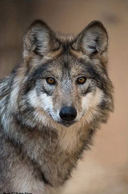 ERIPE LUPUS: MEXICAN GRAY WOLVES