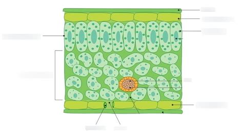 Biology Honors: Leaf Structure Diagram | Quizlet