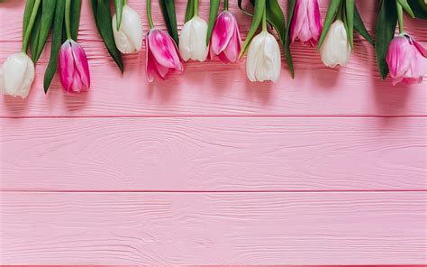 2K free download | Pink tulips, pink wooden background, white tulips ...