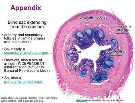 02.16.09: Lymphatic Histology