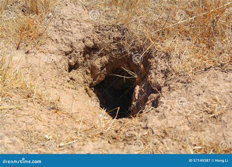 A Hole In The Ground - Home For A Wild Animal Stock Photo - Image: 57149387