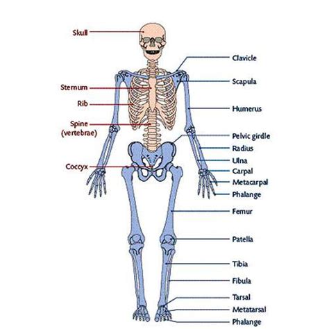 Pictures Of Appendicular SkeletonHealthiack