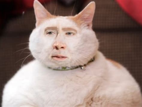 The Best of Face Swap | Nicolas cage, Cats, Funny photoshop