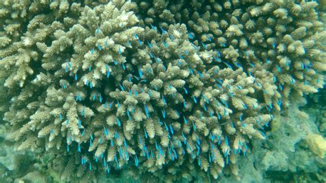 Snorkeling in Blue Bay Marine Park | Snorkeling in Mauritius