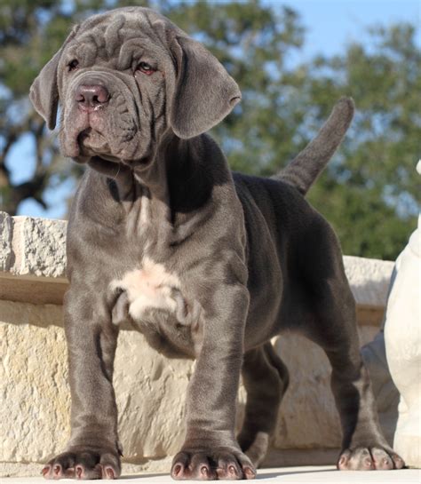 Beautiful Neapolitan Mastiff puppy photo and wallpaper. Beautiful ...