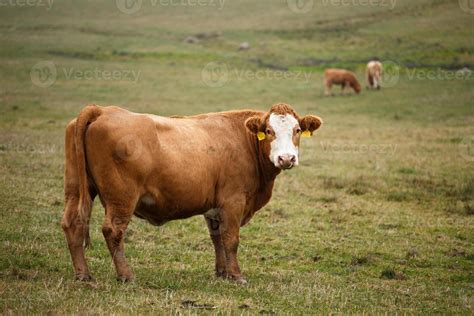 Cows grazing on autumn pasture 16654121 Stock Photo at Vecteezy