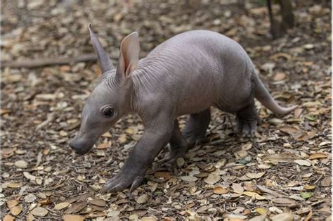 San Diego Zoo welcomes 1st aardvark birth in years