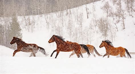 Horses Running in the Snow Photograph by Doreen Miranda - Pixels