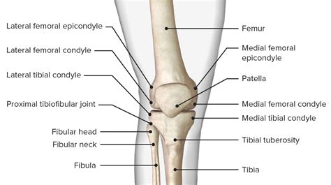 Knee Joint: Anatomy | Concise Medical Knowledge