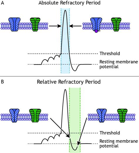 Absolute Refractory Period Neuron