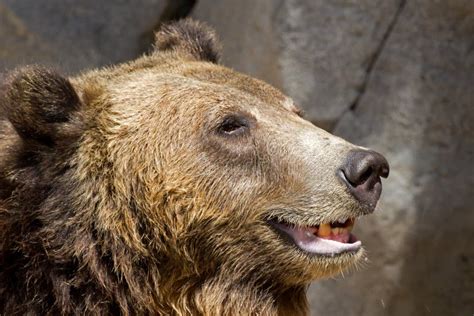 Laughing Brown Bear Royalty Free Stock Photo - Image: 26614375