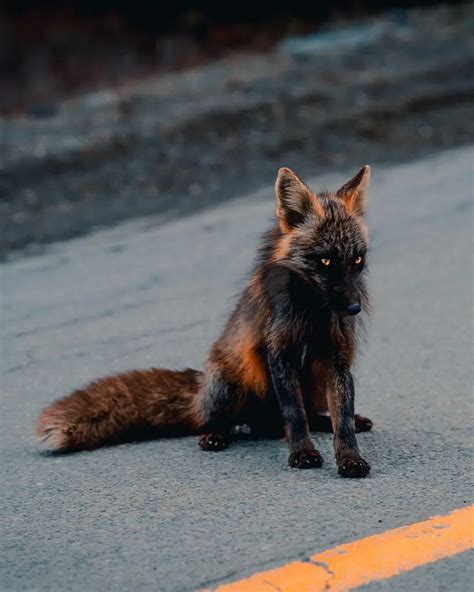Rare melanistic fox spotted in the wild – Animal Stories