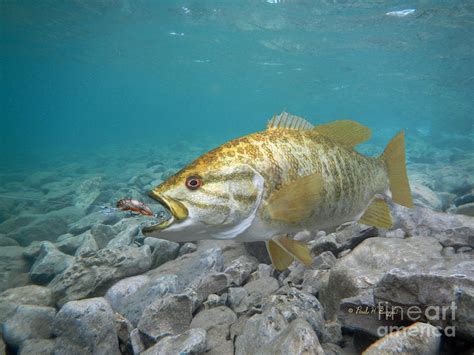 Smallmouth Bass Painting at PaintingValley.com | Explore collection of ...