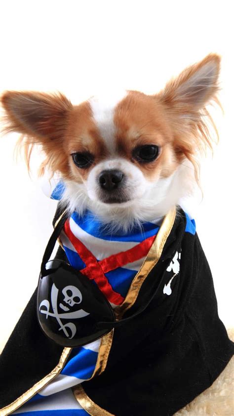 Best Chihuahua Halloween Costumes DIY Ideas, Cute & Funny Wallpaper