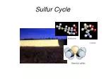 PPT - The Sulfur Cycle PowerPoint Presentation, free download - ID:6402830