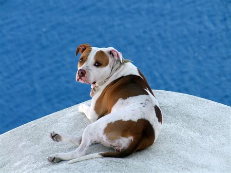 Free Images : sea, white, puppy, animal, brown, cozy, relaxation ...