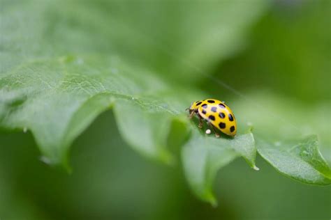 Are Ladybugs Good Luck? Discover the Spiritual Meaning of Ladybugs