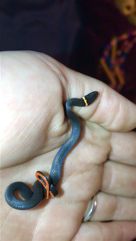 Sweet baby ringneck in my backyard : r/snakes