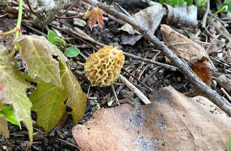 Beginner’s Guide to Morel Mushroom Hunting - North American Outdoorsman