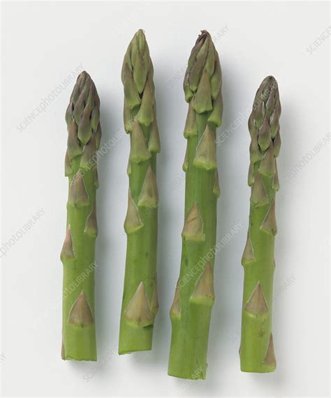 Four asparagus tips - Stock Image - C053/2528 - Science Photo Library