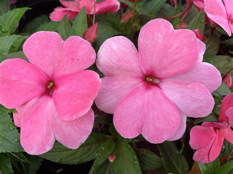 Impatiens New Guinea Pink | Bloom-Masters