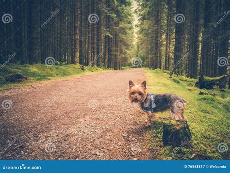 Forest Trail Dog Walk fotografering för bildbyråer. Bild av angus - 76868817