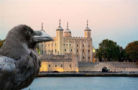 The Ravens of the Tower of London: Guardians of the Crown & Her Majesty ...