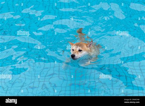 Shiba Inu swimming in the pool Stock Photo - Alamy