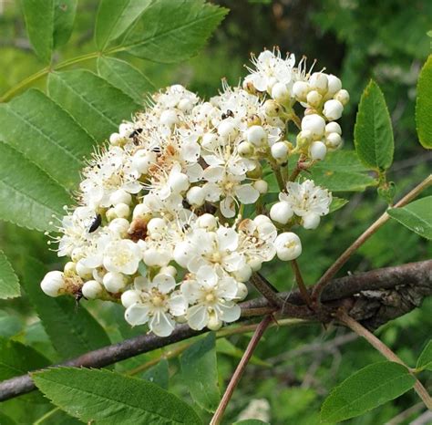 June 2 , 2019 . The Flowers of The ROWAN TREE in NURMIJÄRVI . FINLAND . | Rowan tree, Rowan, Flowers