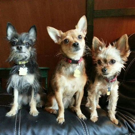 Chorkie (Chihuahua and Yorkie mix) | Yorkie chihuahua mix, Yorkie mix, Cute dogs