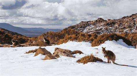 Does it snow in Australia? When & where to find the best snow