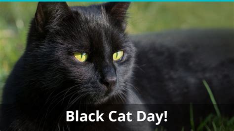 National Black Cat Day: What Is It And When Is It Held?